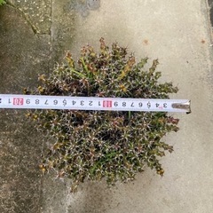 塊根植物　多肉植物　ユーフォルビア　レネウトニー　その2の画像