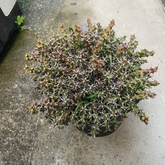 塊根植物　多肉植物　ユーフォルビア　レネウトニー　その2の画像