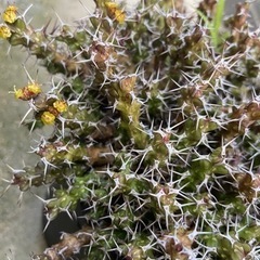 塊根植物　多肉植物　ユーフォルビア　レネウトニー　その2の画像