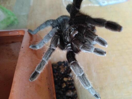 ブラジリアンブラック　タランチュラ