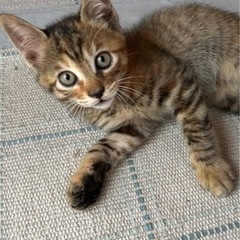 2ヶ月の子猫ちゃんほしい方❀決まりました。