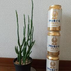 写真よりかなり成長したユーフォルビア オンコクラータの画像