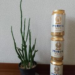 写真よりかなり成長したユーフォルビア オンコクラータの画像
