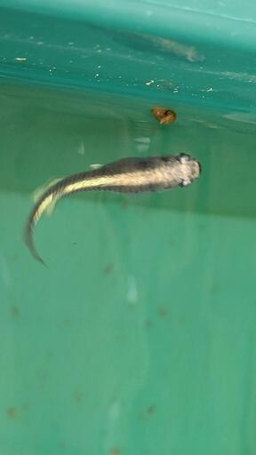 【取引中】メダカ　めだか　黒カブキ　４匹