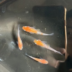 紅白ラメ メダカ めだか 稚魚 10匹 400円の画像