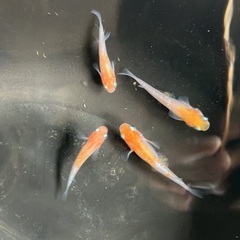 紅白ラメ メダカ めだか 稚魚 10匹 400円の画像