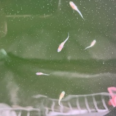 紅白ラメ メダカ めだか 稚魚 10匹 400円の画像