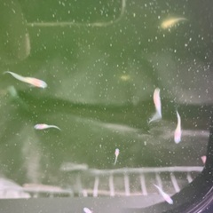 紅白ラメ メダカ めだか 稚魚 10匹 400円の画像