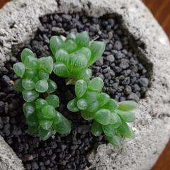 ハオルチア　軽石仕立ての画像