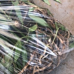 生活雑貨 家庭用品 ガーデニングの画像