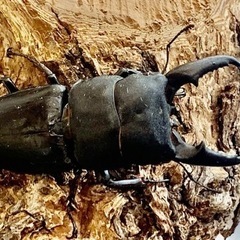 クワガタ、富山県産本土ヒラタクワガタ、岡山本土ヒラタWF1の画像