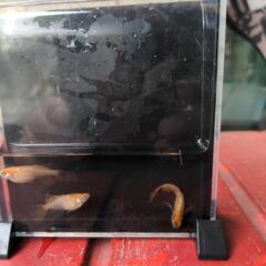 （残数少）メダカ　めだか　不死鳥の画像