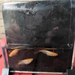 （残数少）メダカ　めだか　不死鳥の画像