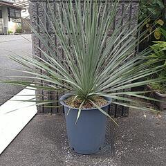 ユッカロストラータ