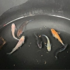 MIXメダカ　1匹¥50-　の画像