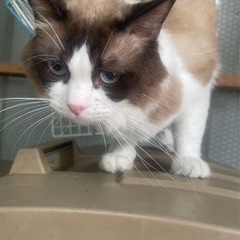 とても可愛いラグドール男の子