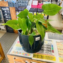 観葉植物｜アンスリウム