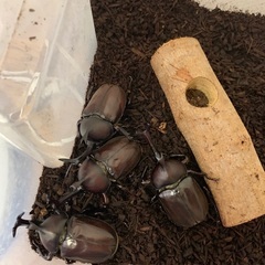 かぶとむし譲ります
