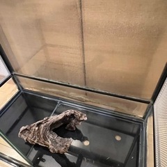 爬虫類ケージの画像