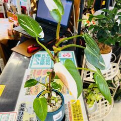 観葉植物｜フィロデンドロン ホワイトプリンセスの画像