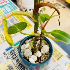 観葉植物｜フィロデンドロン ホワイトプリンセスの画像