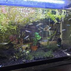 グッピー25匹、水草5本、レッドラムズホーン3匹