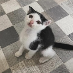 オス2ヶ月
