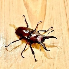 ノコギリクワガタ♂かわいいミニサイズ２匹✌️
