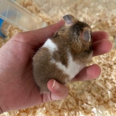 家族決まりました⭐️ゴールデンハムスター　1ヶ月　男の子