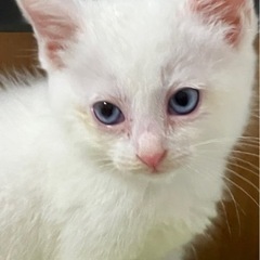 【募集終了】子猫の里親さん募集③