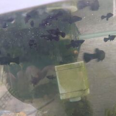 ブラックモーリー貰って下さい
