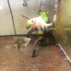 ‼️決まりました‼️の画像