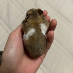 家族決まりました⭐️ゴールデンハムスター　女の子　1ヶ月