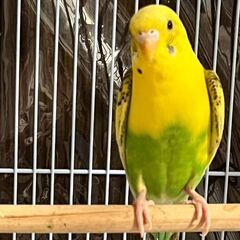 インコ