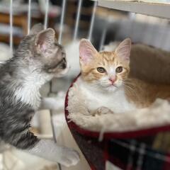 2ヶ月🍀かわいい天然兄弟😊