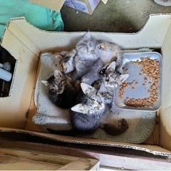 子猫　里親募集【決まりました】