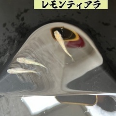 MIXメダカ 卵【レモンティアラ オロチ パンダなど】