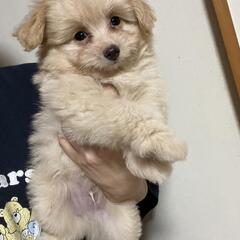 (^.^)ポメプ～男の子👦生まれてます【15万】
