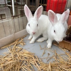 うさぎの里親募集(オス、メス各1匹)