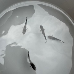 ミッドナイトフリル漆黒（メダカ）の画像