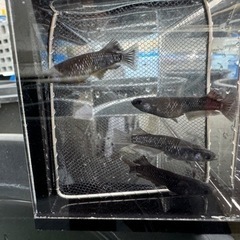 ミッドナイトフリル漆黒（メダカ）の画像