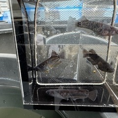 ミッドナイトフリル漆黒（メダカ）の画像