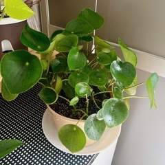ペペロミアジェイド　レア種／もりもり鉢植え