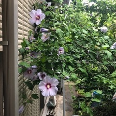 芙蓉　ふよう　植木　ガーデニングの画像