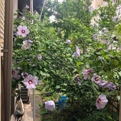 芙蓉　ふよう　植木　ガーデニング