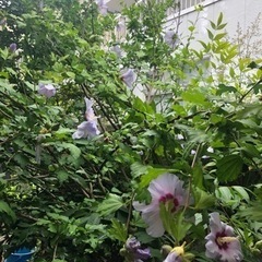 芙蓉　ふよう　植木　ガーデニングの画像