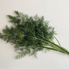 フレッシュハーブ　ディル　50g   無農薬　化成肥料なし