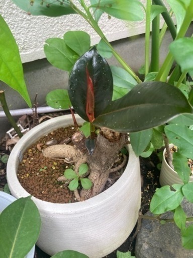 【1/5 20%オフ　塊根あり】【夏を越えて葉っぱが旺盛です】フィカス　エラスチカ　バーガンディ　黒い葉っぱのゴムの木　観葉植物