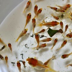 丹頂🐟