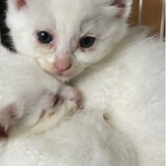 子猫の里親さん募集④
